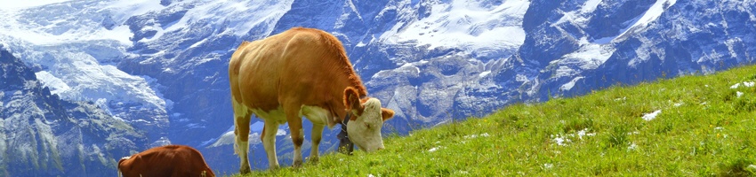 Kuh mit prallem Euter vor Schweizer Bergen
